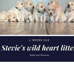 Golden Retriever Puppies from Golden Dust Retrievers