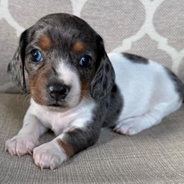 Luna - Dapple female Dachshund puppy in Joshua Tree, California from Desert Dreams Ranch
