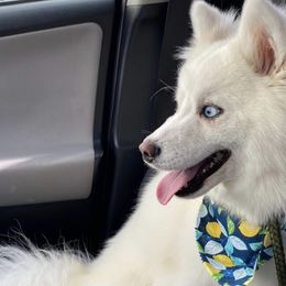 Moon - Pomsky