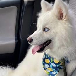 Moon - Pomsky