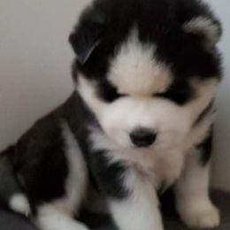 Siberian Husky Puppies from Xk siberians