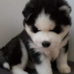 Siberian Husky Puppies from Xk siberians
