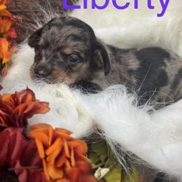 Liberty - Dapple female Dachshund puppy in Valliant, Oklahoma from Buzzard Creek  Kennels