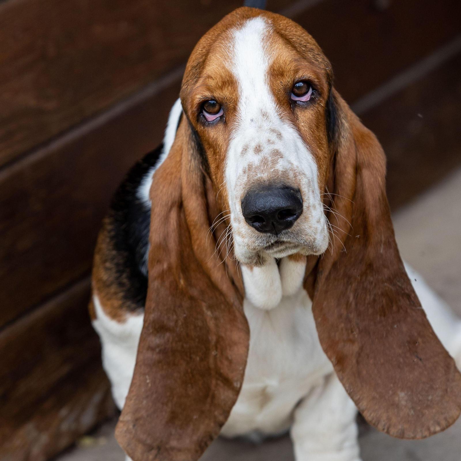 Basset Hound dog 