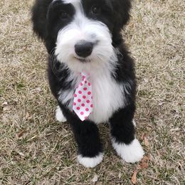 Aussiedoodle, Bernedoodle, and Poodle Puppies from Doodle Belle Puppy