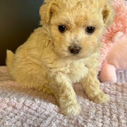 Tanzi - Apricot female Maltipoo puppy in Howard City, Michigan from Petite Joie Puppies