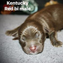 Kentucky - Red & white male Australian Shepherd puppy in El Dorado Springs, Missouri from HP Aussie Kennels