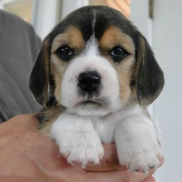 Beagle Puppies from Alpenglow Beagles