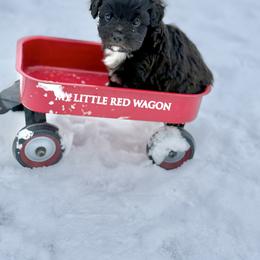 Jagger - Brown and white male Aussiedoodle puppy in Science Hill, Kentucky from Southern Paws Kennels