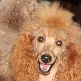 joanie - Poodle