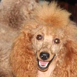 joanie - Poodle