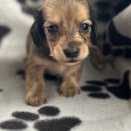 Boy 3 - Piebald Dachshund puppy in Abernathys Mill, Georgia from Kiser Creek Dachshunds