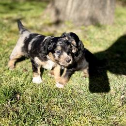 Casanova - Blue merle male Aussiedoodle puppy in Grants Pass, Oregon from Woodwind Miniatures