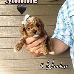 Minnie - Red female Cavapoo puppy in Runaway Bay, Texas from Green Ranch Doodles
