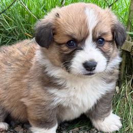 Flopsy- Full fluffy - Red male Pembroke Welsh Corgi puppy in Aberdeen, Washington from Coastal country Farms