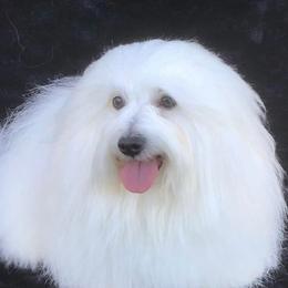 Ouzo - Coton de Tulear