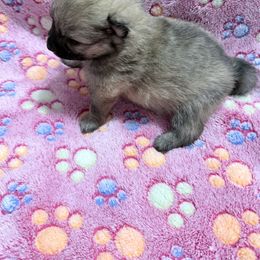 Girl 1 - Black female Pomeranian puppy in Conroe, Texas from Maxi’s Poms, LLC