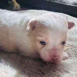 Clover - Cream sable parti female Pomeranian puppy in Garvin, Oklahoma from Hochatown Awesome Aussies