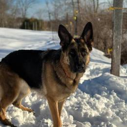 Freya - German Shepherd