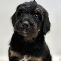 Sandbar - Phantom male Bernedoodle puppy in Montverde, Florida from Central Florida Bernedoodles
