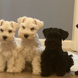 Miniature Schnauzer Puppies from Incredible_Schnauzers