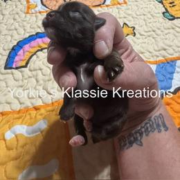 Klansey - Liver female Yorkshire Terrier puppy in Dierks, Arkansas from Yorkie’s Klassie Kreations
