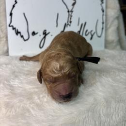 Dakota - Apricot male Goldendoodle puppy in Cleveland, Georgia from The O.G. Doodles