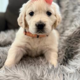 Nova - Light golden female Golden Retriever puppy in Shingle Springs, California from Creamy Retrievers