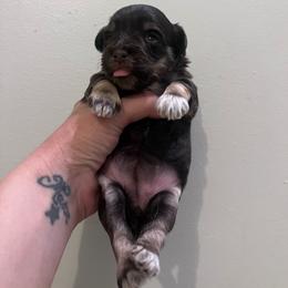 Lily - Liver female Miniature Schnauzer puppy in Mount Airy, North Carolina from Round Peak Schnauzers