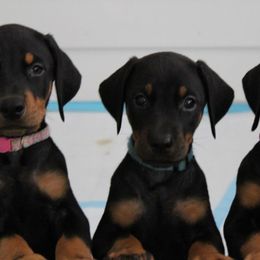Doberman Pinscher Puppies from Dagobah Dobermans
