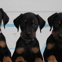 Doberman Pinscher Puppies from Dagobah Dobermans