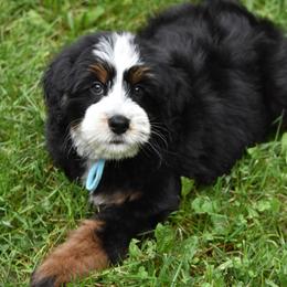 Light blue girl - Tri-color female Bernedoodle puppy in Waukesha, Wisconsin from Bernedoodle Boutique (and Cavapoos)