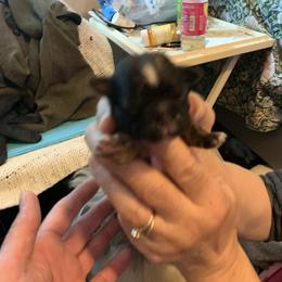 Boy 1 - Chocolate male Shih Tzu puppy in Benbrook, Texas from Michael’s Shih Tzus