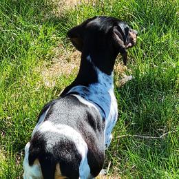 Leela - Dachshund
