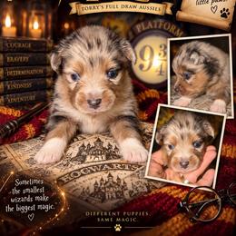 Harry - Blue merle male Australian Shepherd puppy in Evart, Michigan from Torry's Full Draw Aussie’s