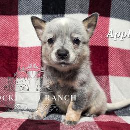 Apple - Blue male Australian Cattle Dog puppy in Silsbee, Texas from Rockin ND Ranch