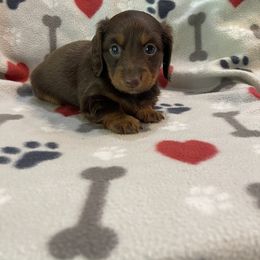 Dachshund Puppies from JK Kennel