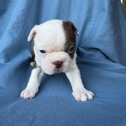 Girl 1 - Seal and white female Boston Terrier puppy in Mustang, Oklahoma from Katelyn’s Boston terriers