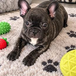 Thelma - Brindle and white female French Bulldog puppy in Grand Praire, Texas from Von Darr Kennels