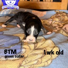 BTM green collar - Black tri-color male Australian Shepherd puppy in Greenville, Texas from Amandas Aussies