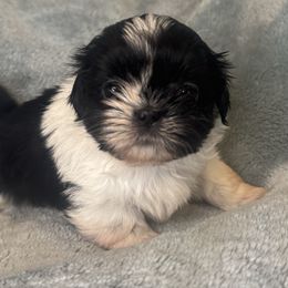 Boy 1 - male Shih Tzu puppy in California from Boodaboo Shih Tzu’s