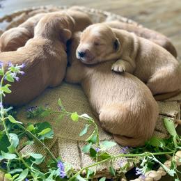 Girl 1 - Golden female Golden Retriever puppy in Buffalo, Missouri from Thrasher Family Puppies