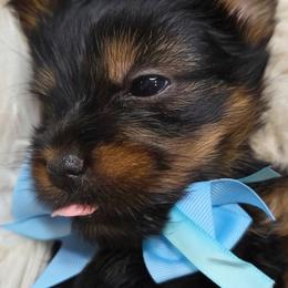 Yorkshire Terrier Puppies from Mike's Yorkies