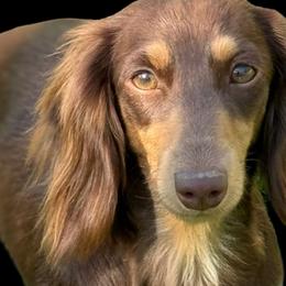 Hazel Maye - Dachshund