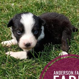 Callie - Black tri female Miniature Australian Shepherd puppy in Kettle Falls, Washington from Ellie's Miniature Australian Shepherds