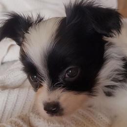 Black n white male 3 - White and black male Papillon puppy in Florida from Tammy's Papillon Playpen