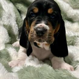 Maevus - Black white and brown female Basset Hound puppy in Logan, Utah from Cache Valley Bassets