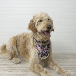 Zelda - Goldendoodle