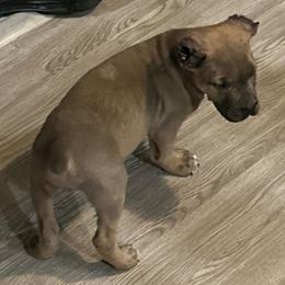 Girl 2 - Fawn female Cane Corso puppy in Waldorf, Maryland from Myles High Dog Club
