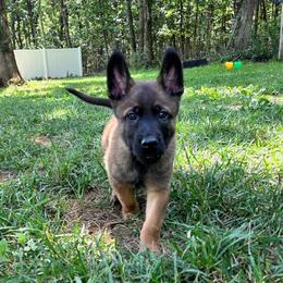 Happy - Fawn male Belgian Malinois puppy in Signal Mountain, Tennessee from Torgun Police Dogs